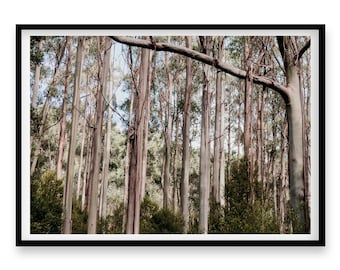 Australian Photography Native Landscape, The Trees Print, Nature Poster, Forest Wall Art