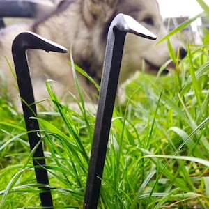 May include: Several dark metal pry bars are scattered in green grass. Some are upright, while others are lying down. The tools have a curved end and a flat, beveled edge. A dog is visible in the background.