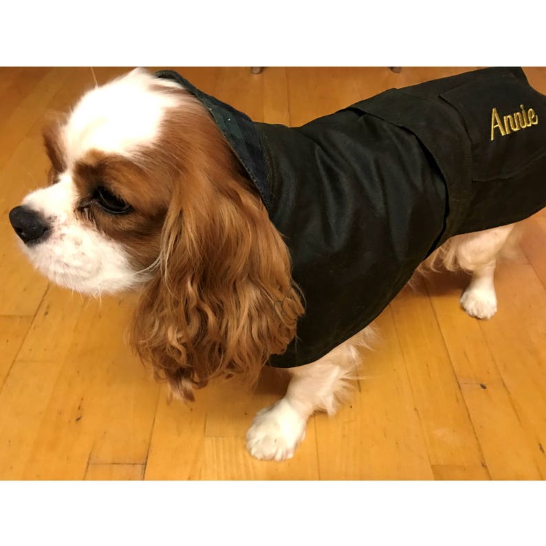 kitten wormer walmart