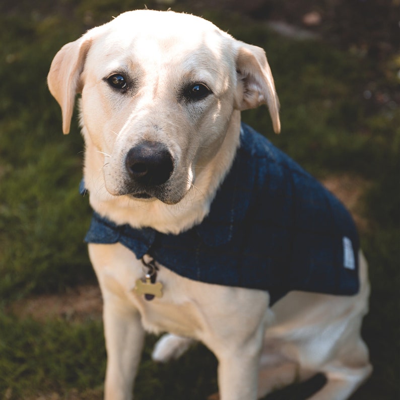 Tweed Dog Jacket Personalised Dog Coat Harris Tweed Dog Etsy UK