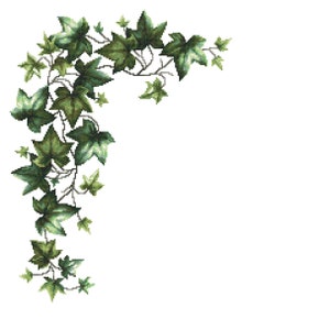 May include: A green ivy vine with leaves in various shades of green, growing in a corner, against a white background.