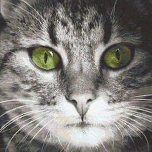 Focused green-eyed cat, digital PDF, gray cat pattern for cross stich ,gift