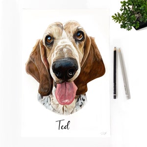 Hand Drawn Pet Portrait, Coloured Pencil Custom Pet Portrait, Dog portrait, Cat portrait, personalised pet gift, custom pet drawing