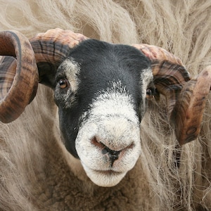 Blackface ram canvas print