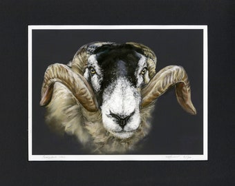Impresión de bellas artes Swaledale Ram