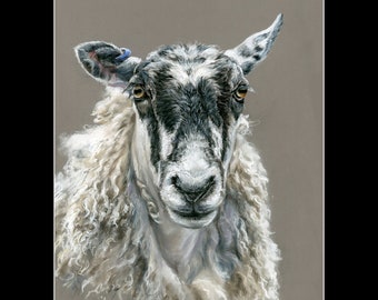 Mule sheep print in mount