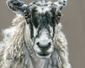 Mule sheep art print