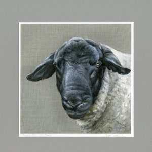Pode incluir: Um retrato de perto de uma ovelha de cara preta com lã branca. A ovelha tem uma expressão séria e está olhando diretamente para o espectador. A pintura é intitulada "Ryefell Ram - Mr. Money".