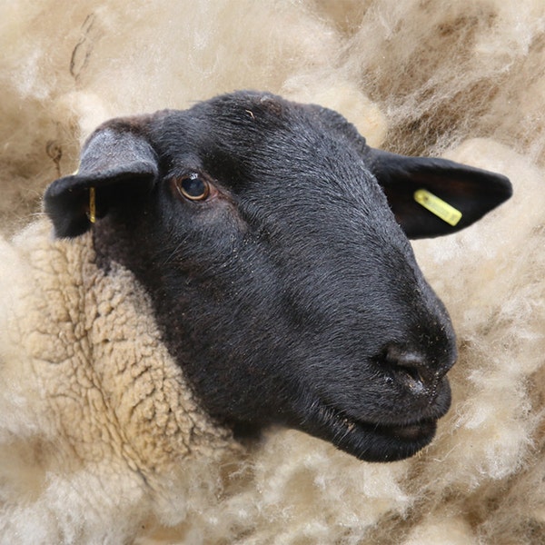 Suffolk sheep ewe canvas print