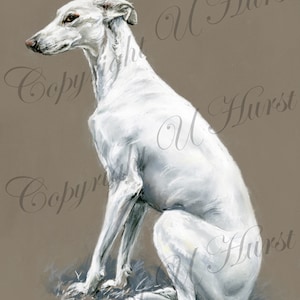Greyhound art print, whippet, long dog, sighthound art print