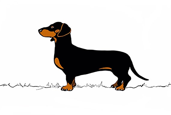 Buy a sausage dog top