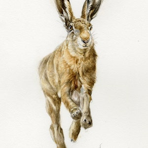Hare running print