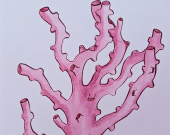 Pink Coral