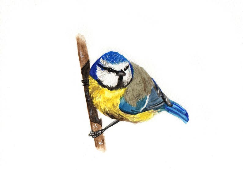 Original Handmade Art Print A5 Blue Tit Watercolour Print