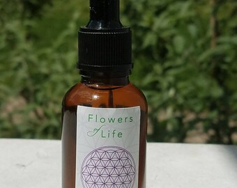 Dandelion Flower Essence for Flexibility in Mind and Body Flowers of Life Organic