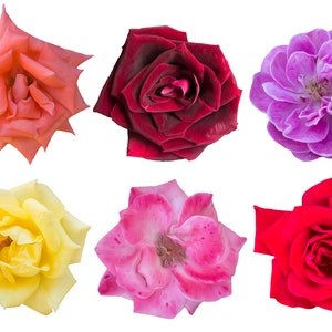 6 OIL PAINTED Roses PNG Clip Art Isolated on Transparent Background, Rose Overlays Bundle, Digital Download, Oil Paint Flower Illustration