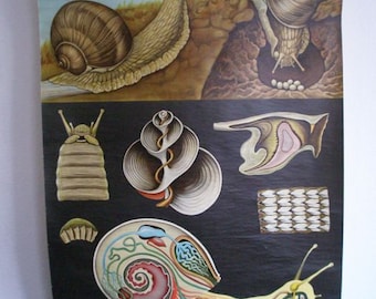 1963 Jung, Koch and Quentell snail school poster