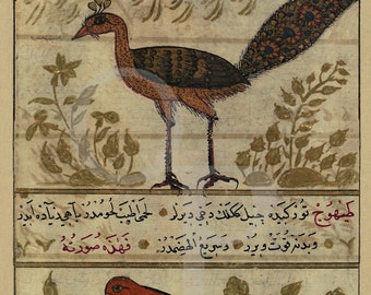 Impression de peinture d'oiseaux turcs ottomans, dinde, oeuvre d'art ancienne, paon, art mural oiseau vintage, perdrix, bestiaire, nature, impression d'art