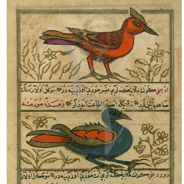 Impression de peinture d'oiseau turc ottoman, oeuvre d'art ancienne, dinde, bestiaire, art mural nature vintage, cosmologie, oiseaux, anges, impression d'art