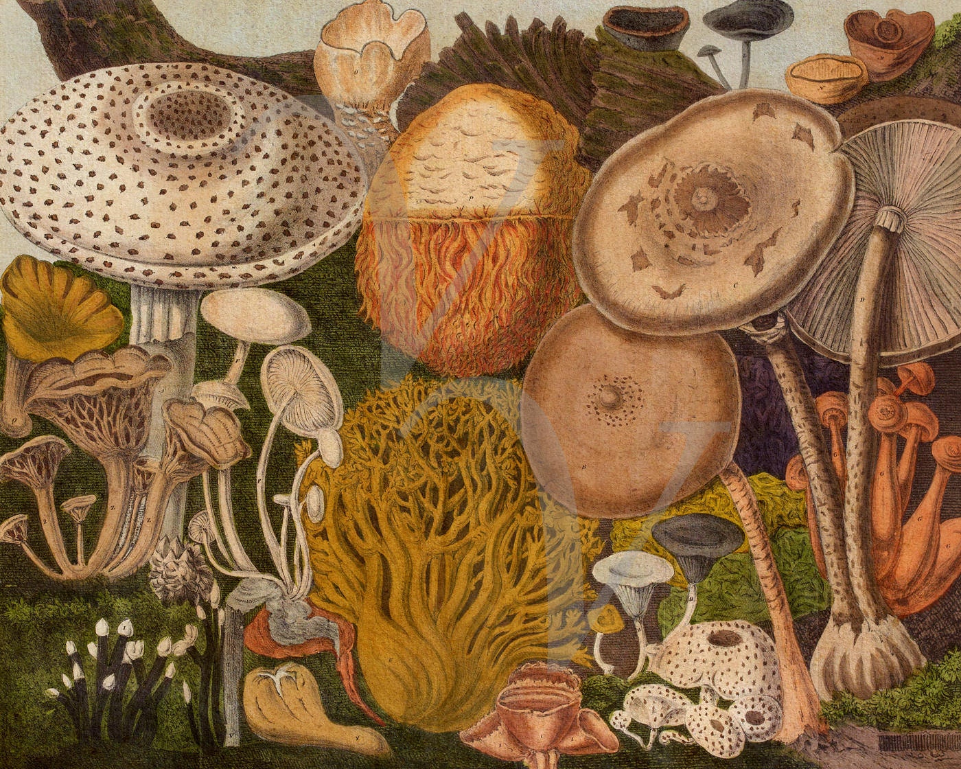 Porcini Bolete Mushroom Botanical Art Print Color Plate/ -  Portugal