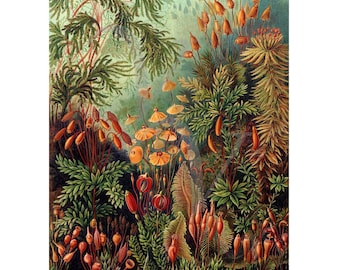 Moss, Lichen, Ferns, Mushrooms Art Print, Vintage Botany Illustration, Antique Natural History Wall Art, Tropical Jungle Forest Nature Art