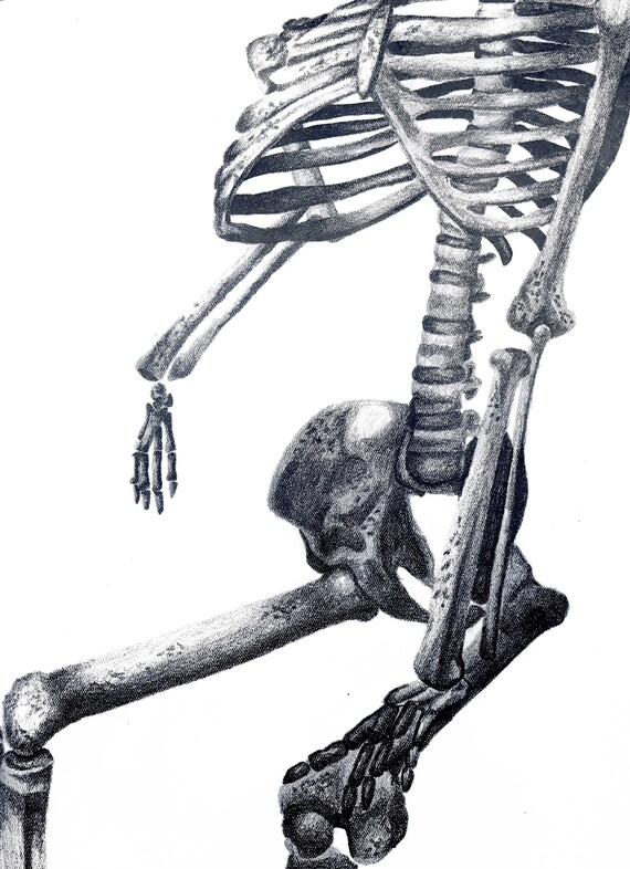 Skeleton Art Print / Sitting Pretty / Skeleton Charcoal Etsy