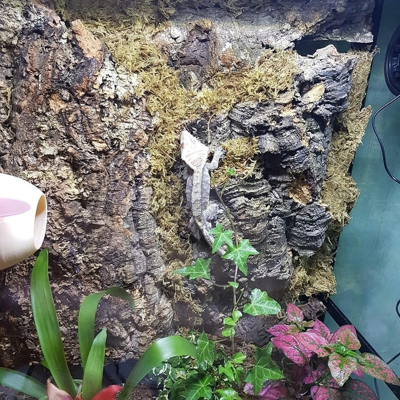 Virgin Natural Cork Bark, for Terrariums, Vivariums, Art, Decor, Crafts, Orchids, Reptiles Etsy