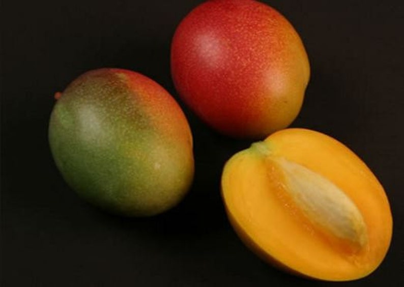 Haden variety grafted mango tree from Puerto Rico