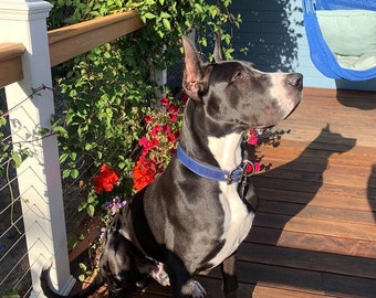 Quality Leather Dog Collar - Personalized with your dogs name -1&1/2 inch wide- 100% Real Leather Quality Handcrafted Dog Collars