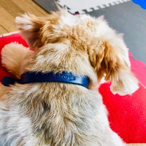 May include: A small, light brown dog with a blue collar that says "George" on it. The dog is lying on a red and black blanket.