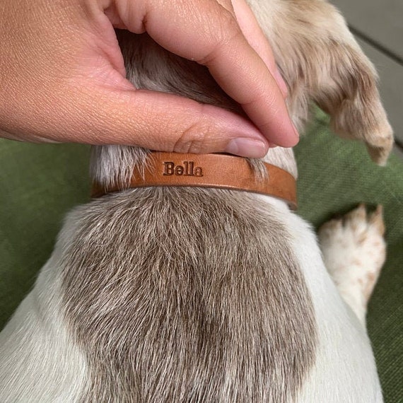 great and small dog collar