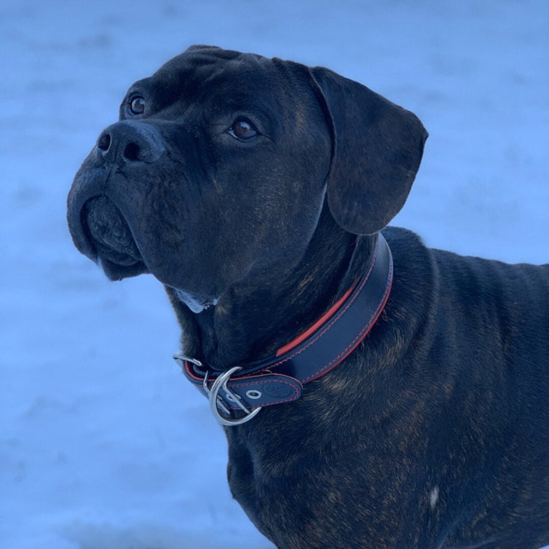 Dog Collar High Quality Handcrafted Leather Dog Collar Canada 100 Real