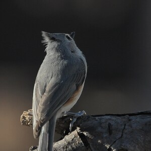 Tufted titmous