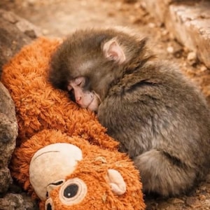 May include: A sleeping monkey cuddles a plush orange toy. The monkey has gray fur and is nestled against the toy's soft, textured surface. The toy has a face with large eyes and a stitched mouth. The scene is set outdoors.