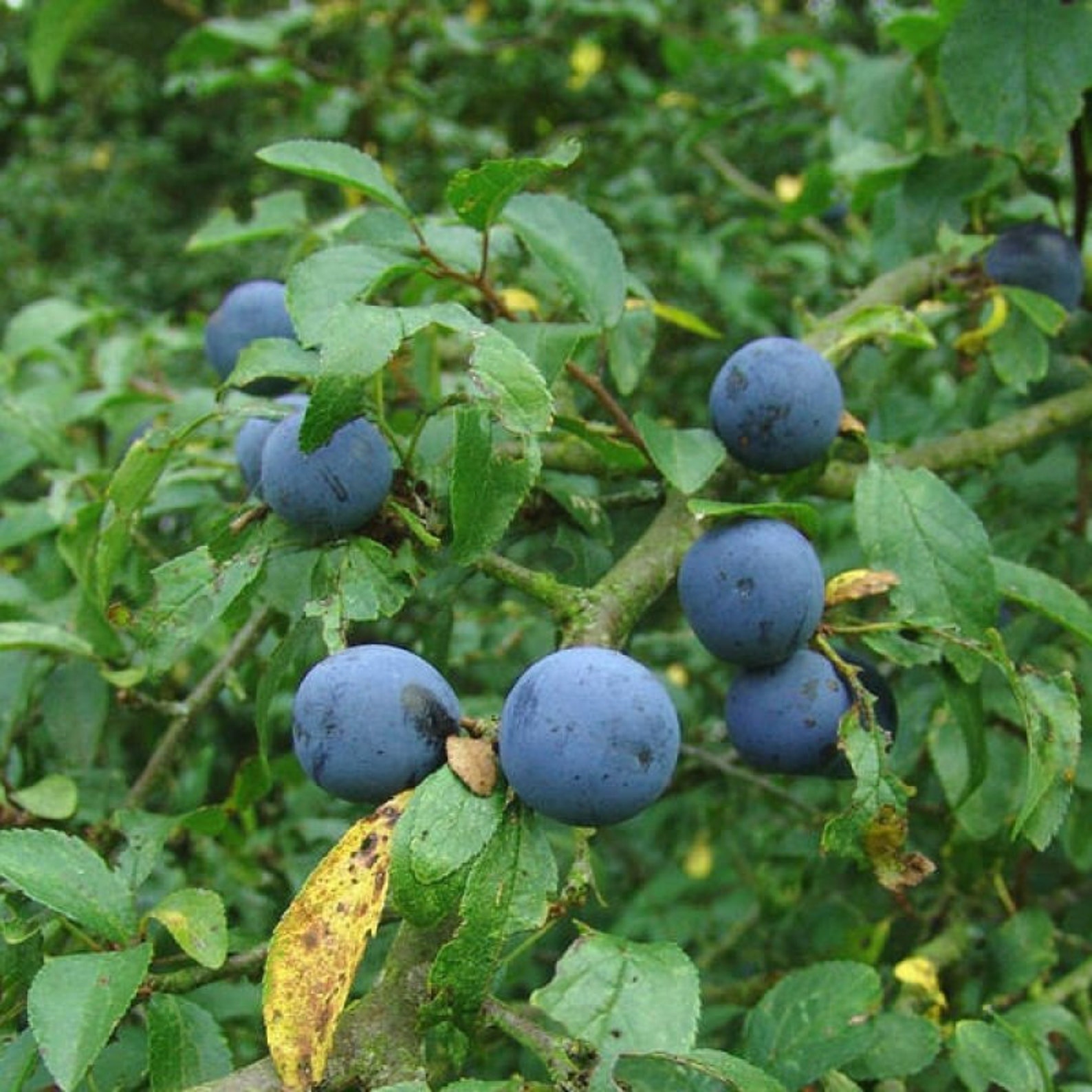 Venta Blackthorn Sloe Berries From The West Country Of Etsy