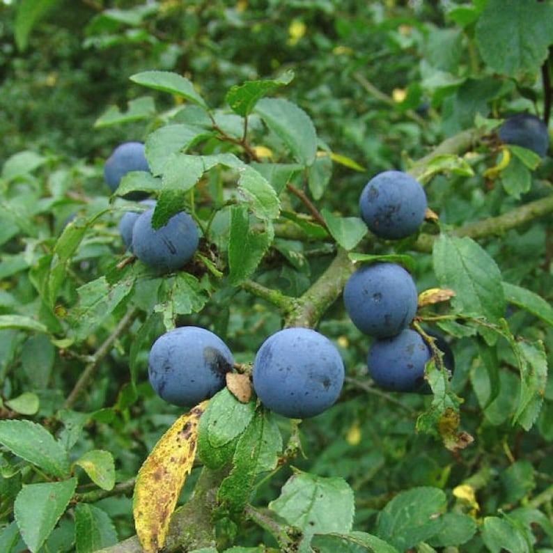 SALEBlackthorn Sloe Berries From The West Country Of England Dried For Crafting and Spell Workings image 4