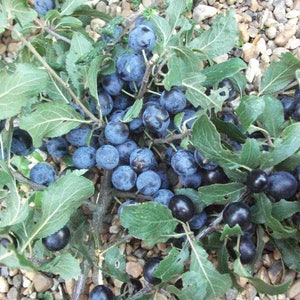 SALEBlackthorn Sloe Berries From The West Country Of England Dried For Crafting and Spell Workings image 5