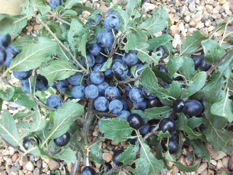 SALEBlackthorn Sloe Berries From The West Country Of England Dried For Crafting and Spell Workings image 5