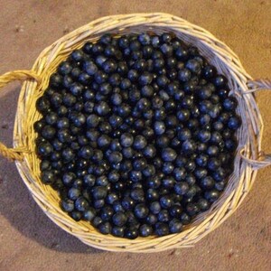 SALEBlackthorn Sloe Berries From The West Country Of England Dried For Crafting and Spell Workings image 6