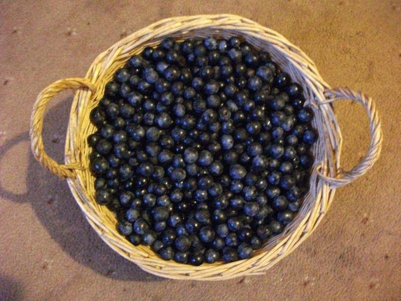 SALEBlackthorn Sloe Berries From The West Country Of England Dried For Crafting and Spell Workings image 6