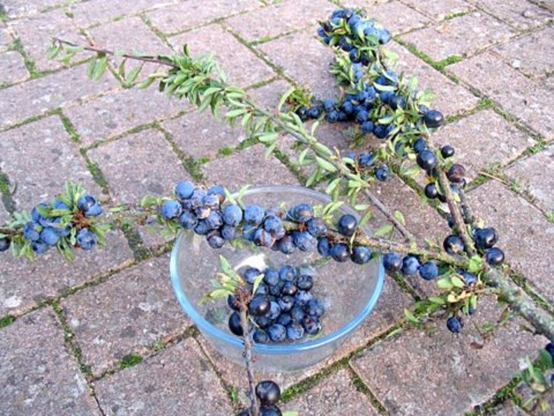 SALEBlackthorn Sloe Berries From The West Country Of England Dried For Crafting and Spell Workings image 3