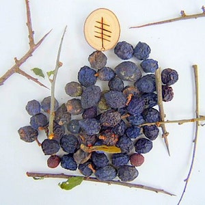 SALEBlackthorn Sloe Berries From The West Country Of England Dried For Crafting and Spell Workings image 1