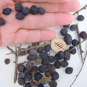 SALEBlackthorn Sloe Berries From The West Country Of England Dried For Crafting and Spell Workings image 2