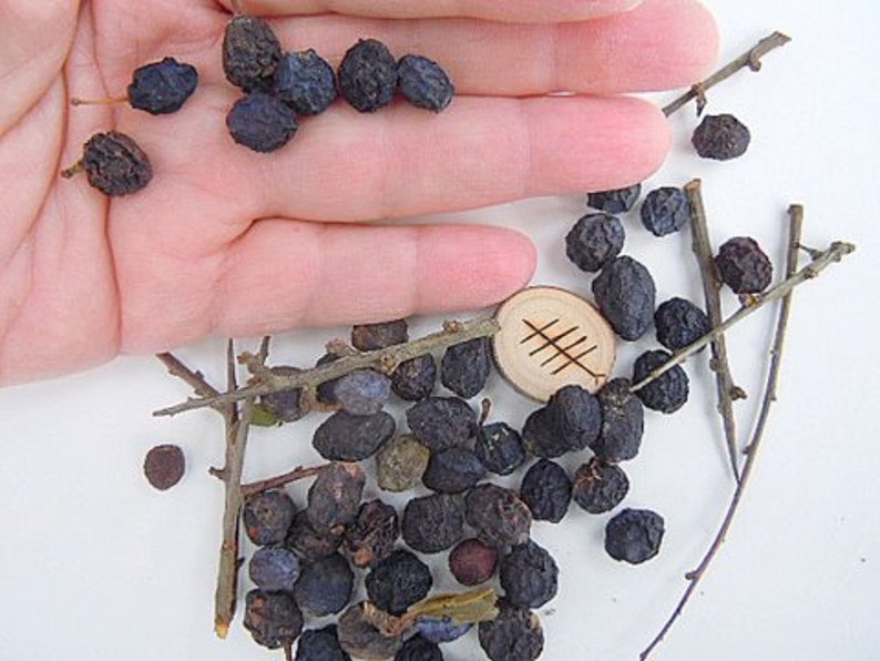 SALEBlackthorn Sloe Berries From The West Country Of England Dried For Crafting and Spell Workings image 2