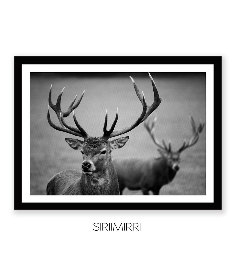 Black and White Deer Print Deer Photography Instant Digital Etsy