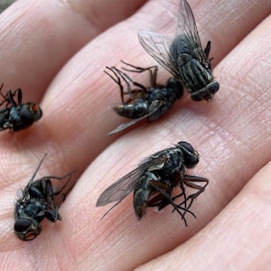 May include: Close-up of several dead flies with black bodies and translucent wings resting on a light-colored surface. The flies are in various positions, some with legs curled.