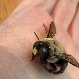 May include: Close-up of a carpenter bee, featuring a black head, large compound eyes, and a fuzzy, tan and black body. The bee's wings are translucent, and it is resting on a surface.