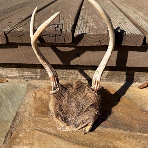 May include: A natural deer antler mount with two curved, off-white antlers. The base of the antlers is attached to a patch of brown fur. The mount is displayed on a weathered wooden surface.
