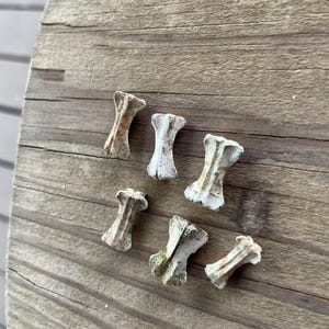 May include: Six small, weathered bone fragments with a light tan and off-white color are arranged on a weathered wooden surface. The bones have a unique, irregular shape, suggesting they are part of a larger structure.