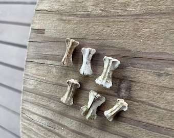 Lot of 6 small tail bones natural